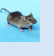 anteprima immagine ratto